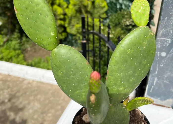 La Casa Dei Ciocio Holiday home Cefalu
