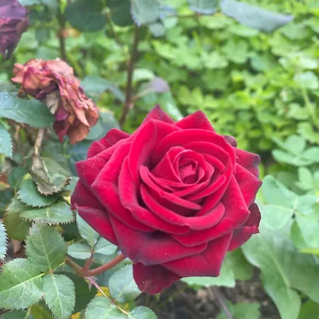 La Casa Dei Ciocio *