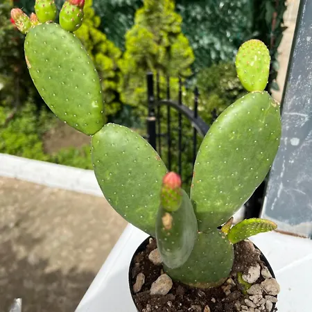 La Casa Dei Ciocio 別荘 チェファル