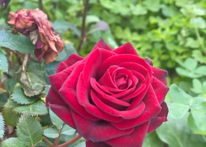 La Casa Dei Ciocio *